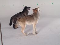 Die Zaubertricks der Tiere – UN VALLEY, Calif. - A pair of wolves on set. Wolves kill less people per year than the amount of people killed by scalding tap water. (Photo Credit: Madeleine Brooks)
