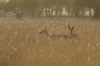 Wildes Indien – Gir-Nationalpark, Gujarat, Indien: Zwei Schwarzbockantilopen spazieren im hohen Gras im schwindenden Abendlicht.