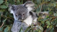 Elstners Reisen – Queensland-Koalas sind stark bedroht.