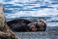 Alaskas Wildtier-Retter – Zippy, a rescued adult northern sea otter. (National Geographic)
