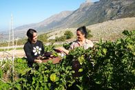 Zu Tisch ... – Zu Tisch Südalbanien Orieta und Dhurata Daupaj ernten Auberginen. Copyright: SRF/Marina Maisel
