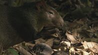 Wildes Überleben – Agutis knacken mit ihrem starken Gebiss die harten Kapselfrüchte der Paranuss.