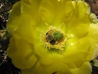 More than Honey – "Wenn die Biene ausstirbt, stirbt nach 4 Jahren auch der Mensch aus.", soll Albert Einstein gesagt haben. Ohne die Bestäubung durch die Biene gehen elementare Nahrungsressourcen verloren.