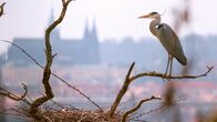 Wildes Prag – Graureiher.