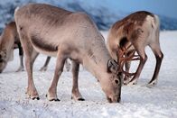 Wildes Russland – Sibirien, Russland - Rentiere grasen im Schnee (Off The Fence)