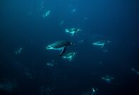 Terra Mater – Eselspinguine jagen unter Wasser nach Nahrung