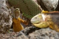 Wilde Inseln – Landleguan klettert auf einem Felsen.
