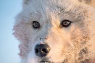 Ein perfekter Planet – Nur wenige Tiere können in der eisigen Polarnacht überdauern und monatelang ohne Sonnenlicht auskommen. Die arktischen Wölfe gehören zu diesen Überlebenskünstlern.
