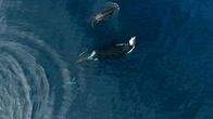 Shark vs Predator – Monterey, CA - Orca greift einen Siebenkiemerhai an (Slater Moore)