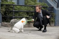 How I Met Your Mother – Während Ted und Victoria einen Wendepunkt in ihrer Beziehung erreichen, möchte Barney (Neil Patrick Harris) einen Hund zu seinem Begleiter beim Frauenaufreißen machen ...