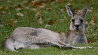 Kampf der Alpha-Tiere – Australien ist die Heimat für einige der exotischsten Kreaturen der Erde. Im australischen Tierreich geben Kontrahenten alles im Kampf und für den Sieg.