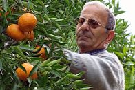 Zu Tisch ... – Stanislao Vastano pflückt Mandarinen in seinem Garten. Obst- und Gemüseanbau sind sein Hobby.