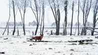 Terra Mater – Fuchs im Winter