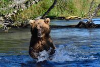 Extreme Expeditionen mit Steve Backshall – Grizzly