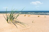 MareTV: Sylt - Mehr als ein Klischee – Beach landscape with green high grass on yellow sand and blue seawater, on Sylt island, at North Sea, Germany. Beachgrass and sand. Summer vacation.