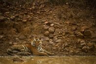 Wildes Indien – Tadoba-Nationalpark, Maharashtra, Indien: Ein Tiger, der an einem schlammigen Teich liegt, mit seinem Spiegelbild im Wasser.