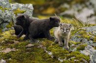 Fabelhafte Tierbabys – Fela, ein fünf Wochen altes weißes Polarfuchsjunges, mit drei seiner sieben dunklen Geschwister, die aus ihrer Höhle auf der Hornstrandir-Halbinsel in Island auftauchen.