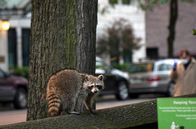 Inselwelt New York – Die Tiere New Yorks halten sich insbesondere in der Nähe von Parks auf, stets in Acht vor den Gefahren der pulsierenden Metropole.