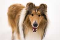 Der Hund - Unser treuer Begleiter – Rough Collie