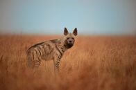 Wildes Indien – Mo, 09.02., 00:00 Uhr