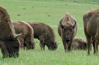 Mitbestimmung im Tierreich – Bisons sind Herdentiere und werden in Gruppen nach Geschlecht organisiert. Die Jungtiere wachsen gemeinsam auf und bilden starke und dauerhafte Bindungen zu ihren Artgenossen. Dies ist die Basis für ihr soziales Netzwerk.