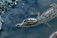 Australiens Riesen-Krokodile – Saltwater crocodile