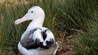 GEO Reportage – Jeder vierte Wanderalbatros weltweit brütet auf Bird Island und der Hauptinsel Südgeorgien. Er ist der größte flugfähige Vogel der Welt.