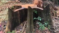 SOS Amazon - Apocalypse in the Rainforest – SOS Amazon - Apocalypse in the Rainforest (2019)