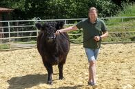 Lecker an Bord – Björn Freitag macht die Bekanntschaft mit einem Galloway-Rind.