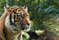 Traumziele Südostasiens – Nur etwa 600 der seltenen Sumatra-Tiger leben noch in freier Wildbahn.