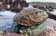Zu Tisch ... – Ormers, Seeohren, sind eine Spezialität der Küche auf Guernsey: Die Schnecken leben an Felsen und Steinen im Meerwasser und werden von Januar bis April unter strenger Kontrolle der lokalen Fischereibehörde gesammelt.