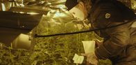 Drug Wars – Jahresumsatz 120.000 Euro: Als einziger Züchter in Großbritannien baut "Mr. A" eine hochpotente Cannabis-Sorte an.