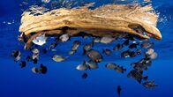 Der Blaue Planet – Ein simples Stück Treibholz bietet vielen Fischen Schutz und Deckung im offenen Meer.