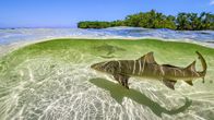 Terra X: Ein perfekter Planet – Zitronenhaie bringen ihre Nachkommen vor Bimini/Bahamas im seichten Wasser zur Welt, damit diese in den überschwemmten Mangrovenwäldern vor Großfischen in Sicherheit sind.
