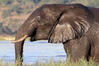 Elefanten hautnah – Rettendes Nass: Während der Trockenzeit nimmt dieser junge Elefant ein Bad im Chobe-Fluss.