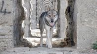 Wildes Istanbul – Ein Wolfhund in einem römischen Aquädukt im Belgrader Wald.
