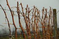 Querbeet – Beerenobstschnitt.