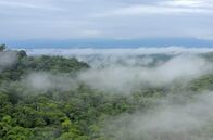 Costa Rica - Der Natur zur Seite stehen – Trockenwälder sind in der Regenzeit grün und üppig, in der Trockenzeit dagegen werfen sie ihre Blätter ab und das Leben pausiert.