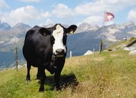 Netz Natur – NETZ NATUR Kuh-Schweiz? Kuhschweiz: Das Schweizer Nationaltier hat seine Hörner verloren
