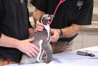 Zoogeflüster – Fr, 17.07., 07:40 Uhr