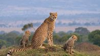Die Großkatzen der Masai Mara – Wenn die Gepardin auf die Jagd geht, lässt sie ihre Jungen in einem Versteck zurück.