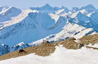 Winter am Alpenrand – Dank der Kraft der Sonne, die selbst im tiefsten Winter den Schnee an den Südflanken der Berge zum Schmelzen bringt, finden die Gämsen ausreichend Nahrung.