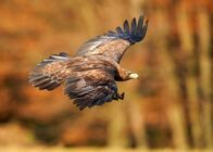 The Natural World – Steinadler.