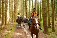 Anna und die Haustiere – Im Wald muss die Reitergruppe besonders aufmerksam sein. Tiere oder Geräusche könnten die Pferde erschrecken.