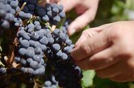 Die wunderbare Welt der Weine – Unweit der Stadt General Roca gedeihen die Pinot-noir-Trauben der Bodega Humberto Canale. Ihre Gründer, die sich vor über hundert Jahren dort niederließen, waren Pioniere des Rebbaus in Patagonien.