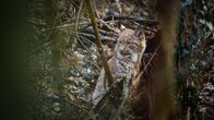 Einstein – Einstein Luchse in Not: Inzucht bedroht Schweizer Wildbestand Junger Luchs in der Schweiz Copyright: SRF