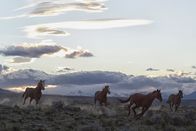 Magische Anden – Domestizierte Wildpferde in der Andenlandschaft im argentinischen Calafate.