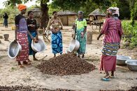 Kadoua und die Elefanten – Kadoua (re.) und die Frauen aus Kollo haben im Wald Karitéfrüchte gesammelt. Aus den Kernen stellen sie kostbare Karitébutter her.