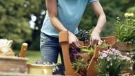GartenKULT – "GartenKULT", "KinderGarten (10)." Ein Garten für die Wichtigsten in unserer Gesellschaft: die Kinder. Josef Starkl erklärt welchePflanzen giftig sind und sich nicht in einem KinderGarten wiederfinden sollten. Es werdenpraktische Anleitungen gegeben wie wir mit unseren Kinder spielerisch den Garten erobernkönnen. Es werden Schaukeln gebastelt, Pflanzen gesetzt, eine Naschhecke für Kinderangelegt und vieles mehr. Den Kindern spielerisch die Liebe zum Garten zu vermitteln - darumdreht sich der KinderGarten bei GartenKULT.
