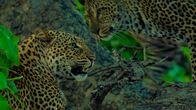 Afrikas Jäger – Afrika - Leoparden.